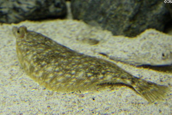 Winter flounder not camouflaged at Mystic Aquarium. Mystic, CT.