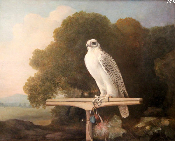 Greenland Falcon painting (1780) by George Stubbs at Yale Center for British Art. New Haven, CT.