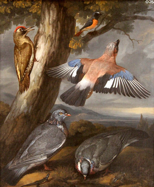 Jay, Green Woodpecker, Pigeons & Redstart painting (c1658) by Francis Barlow at Yale Center for British Art. New Haven, CT.