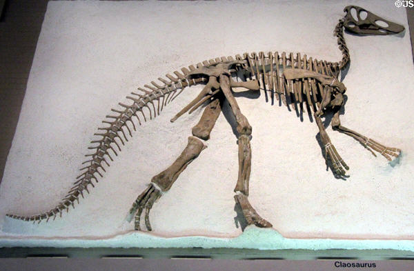Claosaurus at Yale Peabody Museum. New Haven, CT.