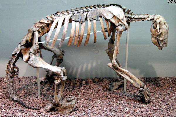 Ground Sloth skeleton at Yale Peabody Museum. New Haven, CT.

