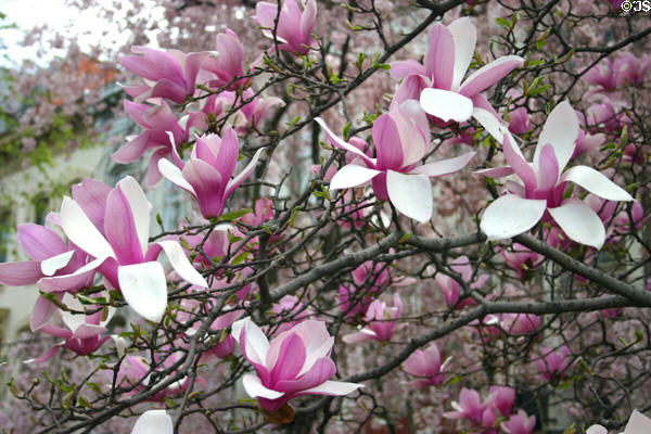 Magnolia tree in flower on East Capitol St. Washington, DC.
