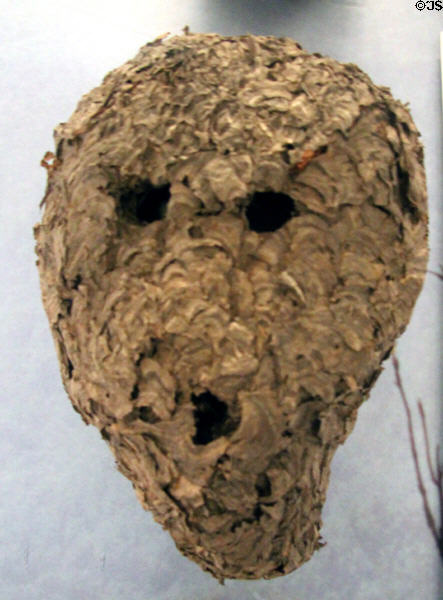 Mask made from hornet nest (c1930) from Cherokee nation of NC at National Museum of the American Indian. Washington, DC.