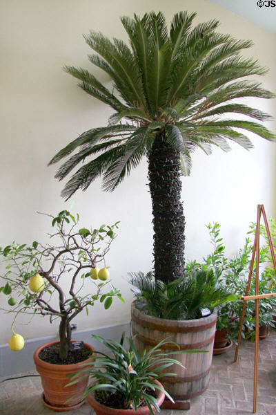 Conservatory with Sago palm at Tudor Place. Washington, DC.