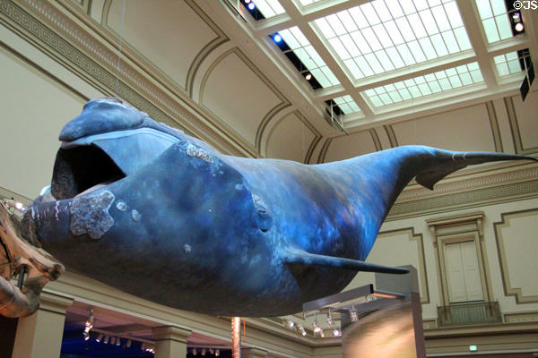 Model of whale at National Museum of Natural History. Washington, DC.
