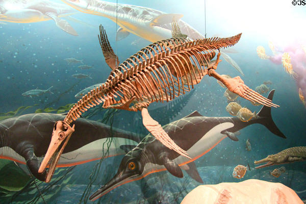 Ichthyosaur (Early Jurassic 195-180 million years ago) at National Museum of Natural History. Washington, DC.