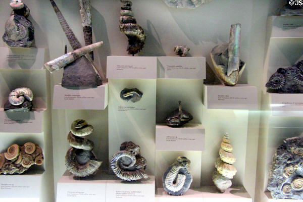 Collection of coiled shell fossils (mostly Late Cretaceous 80-65 million years ago) at National Museum of Natural History. Washington, DC.