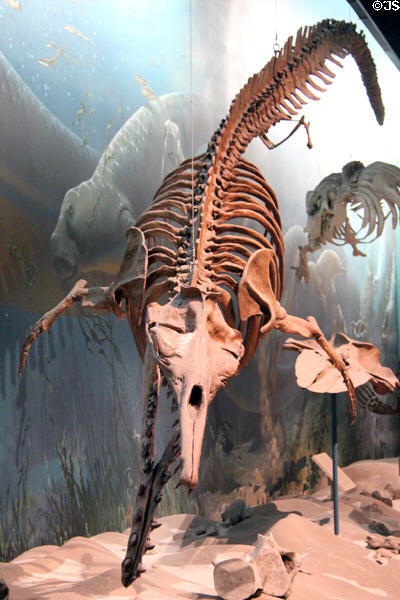 Early whale (<i>Zygorhiza kochii</i>) (Late Eocene 39-37 million years ago) at National Museum of Natural History. Washington, DC.