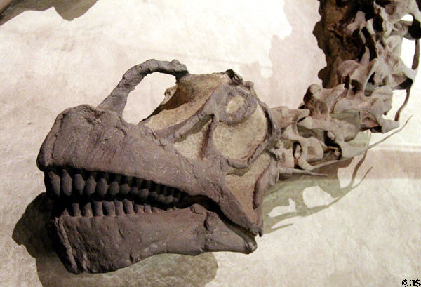 Skull of <i>Camarasaurus lentus</i> fossil (Late Jurassic 155-140 million years ago) at National Museum of Natural History. Washington, DC.