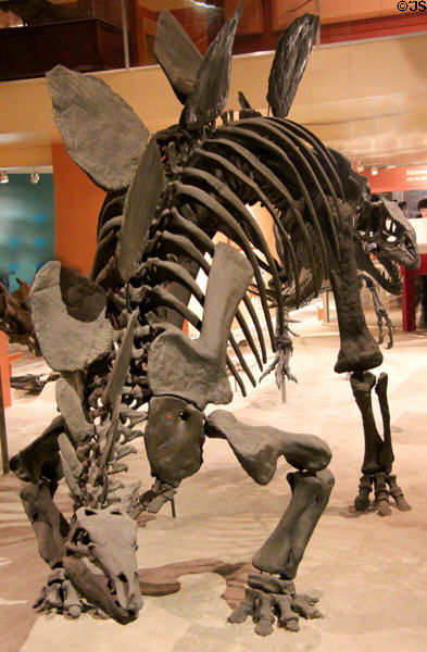 Cast of <i>Stegosaurus stenops</i> fossil (Late Jurassic 150 million years ago) at National Museum of Natural History. Washington, DC.