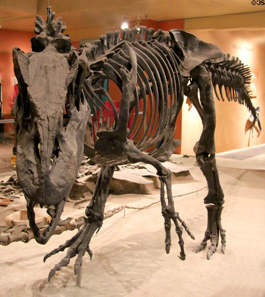 <i>Allosaurus fragilis</i> fossil (Late Jurassic 150-140 million years ago) at National Museum of Natural History. Washington, DC.