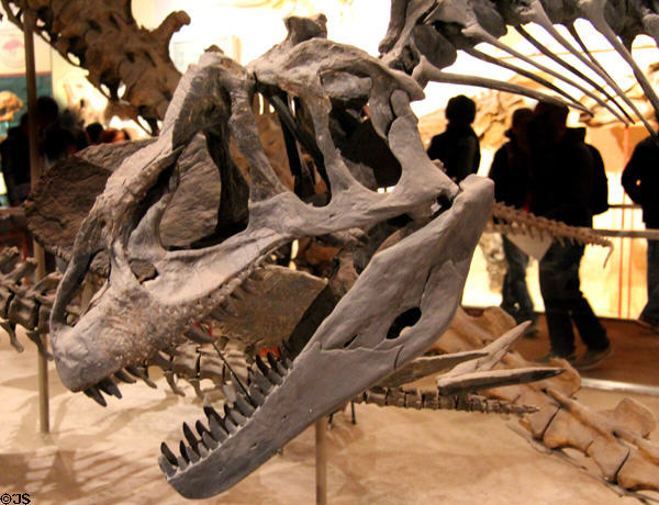 Skull of <i>Allosaurus fragilis</i> fossil (Late Jurassic 150-140 million years ago) at National Museum of Natural History. Washington, DC.