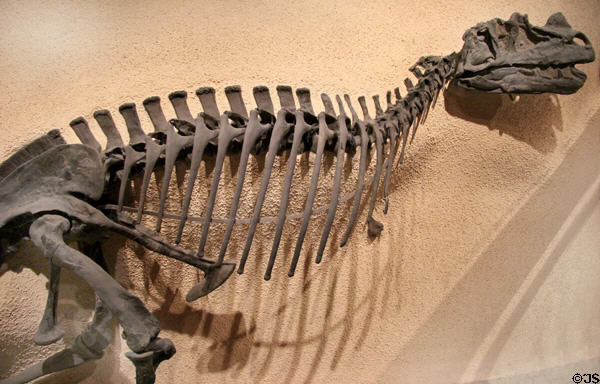 <i>Ceratosaurus nasicornis</i> fossil (Late Jurassic 145 million years ago) at National Museum of Natural History. Washington, DC.
