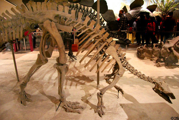 <i>Camptosaurus dispar</i> fossil (Late Jurassic 155-145 million years ago) at National Museum of Natural History. Washington, DC.