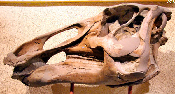 Skull of <i>Edmontosaurus annectens</i> fossil (Late Cretaceous 80-65 million years ago) at National Museum of Natural History. Washington, DC.