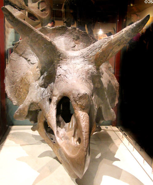 Skull of <i>Triceratops horridus</i> fossil (Late Cretaceous 70-65 million years ago) at National Museum of Natural History. Washington, DC.