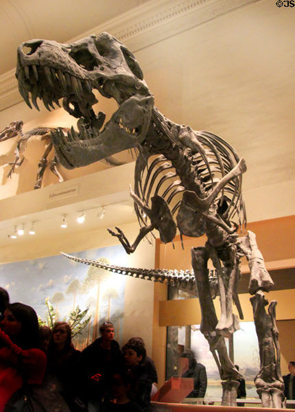 Cast of <i>Tyrannosaurus rex</i> fossil (Late Cretaceous 65 million years ago) at National Museum of Natural History. Washington, DC.