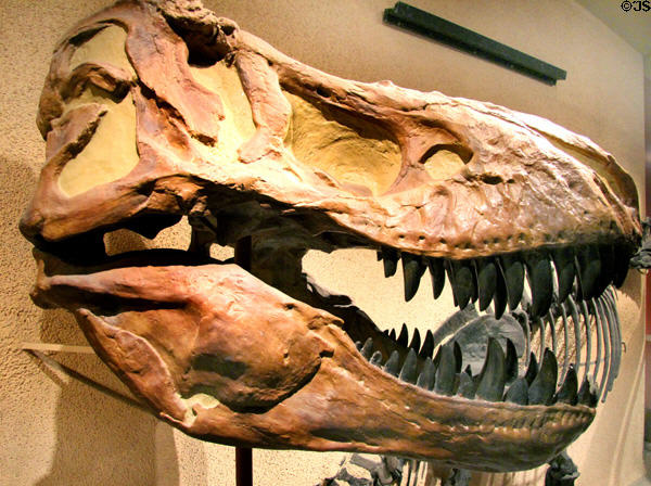 Cast of <i>Tyrannosaurus rex</i> skull (Late Cretaceous 70 million years ago) at National Museum of Natural History. Washington, DC.