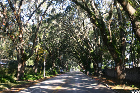 Street covered by canopy of trees & moss. St Augustine, FL.