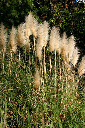 Grasses decorates garden. St Augustine, FL.
