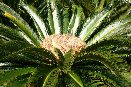 Palm typical of the climate. St Augustine, FL.