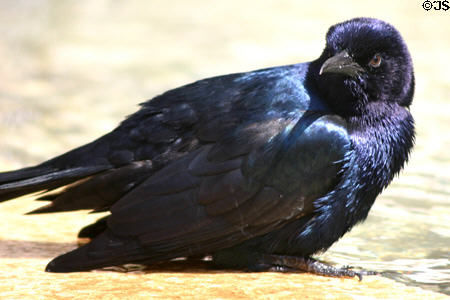 Brewer's Blackbird male (<i>Euphagus cyanocephalus</i>). FL.
