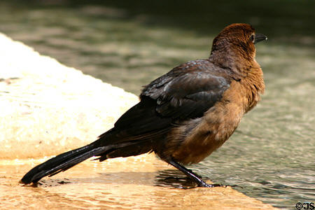Brewer's Blackbird female (<i>Euphagus cyanocephalus</i>). FL.
