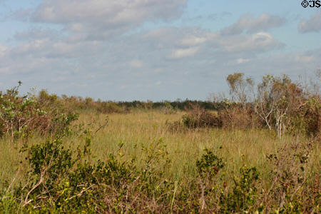 Scrub grows on occasional small hill in the Everglades. FL.