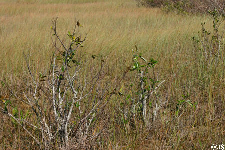 Plant details of Everglades. FL.
