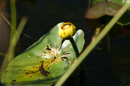 Lilly flower in the Everglades. FL.
