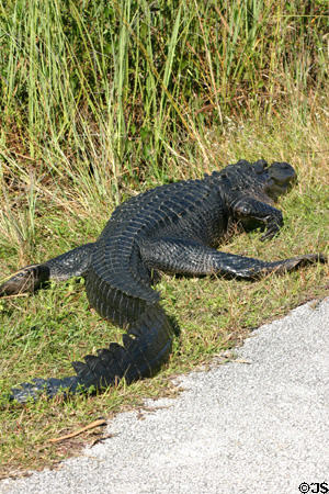 Alligator beside path in Everglades National Park. FL.