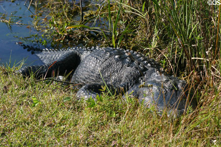 Alligator in the grass. FL.