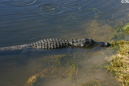 Alligator in the water. FL.