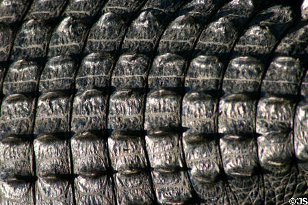 Detail of skin on back of alligator. FL.