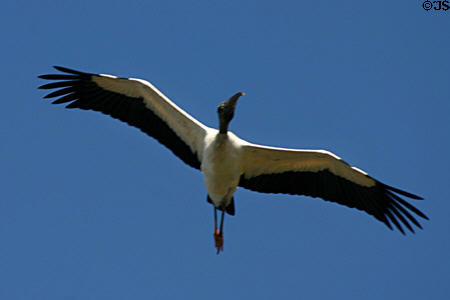 Wood stork (<i>Mycteria americana</i>) in flight. FL.