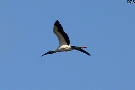 Wood stork (<i>Mycteria americana</i>) in flight. FL.