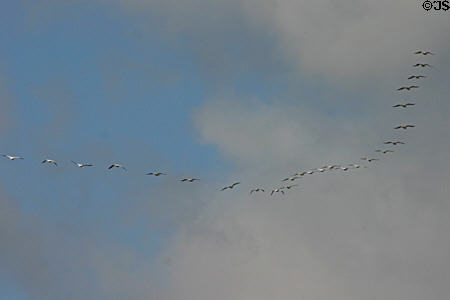 Formation of wood storks against clouds. FL.