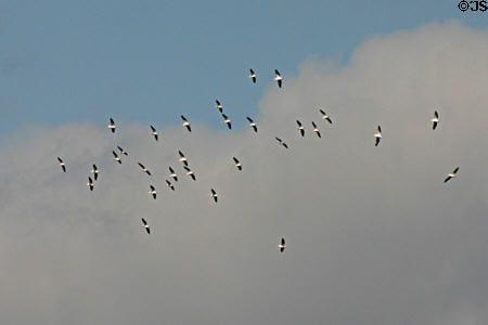 Formation of wood storks circle overhead. FL.