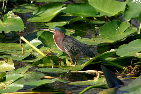 Green-backed Heron (<i>Butorides striatus</i>). FL.