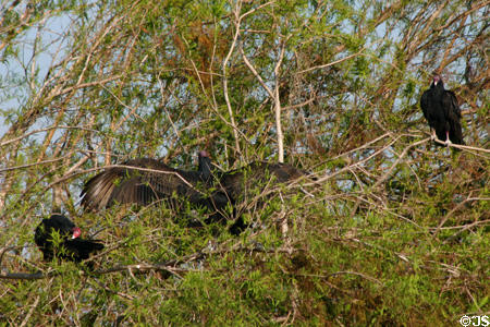 Turkey vultures drying wings. FL.