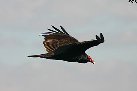 Turkey Vulture (<i>Cathartes aura</i>) in flight. FL.