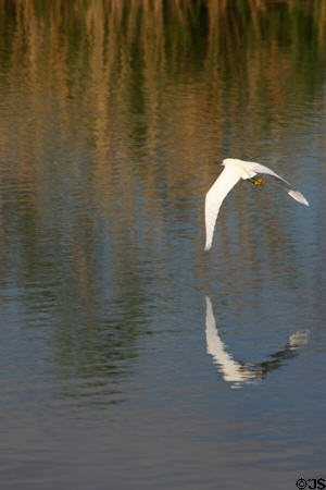 Snowy Egret (<i> Egretta thula</i>) in flight. FL.