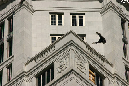 Vulture approaches cornice of Miami-Dade County Courthouse. Miami, FL.