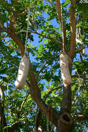 Sausage Tree (<i>Kigelia africana</i>) at Parrot Jungle Island. Miami, FL.