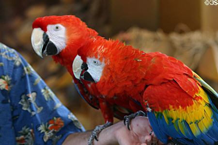 Macaws perform at Parrot Jungle Island. Miami, FL.