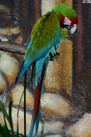 Macaw preens at Parrot Jungle Island. Miami, FL.