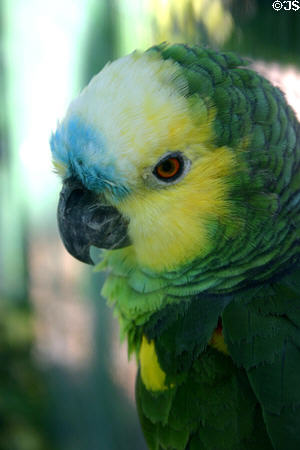 Blue fronted Amazon parrot (<i>Amazona aestiva</i>) at Parrot Jungle Island. Miami, FL.