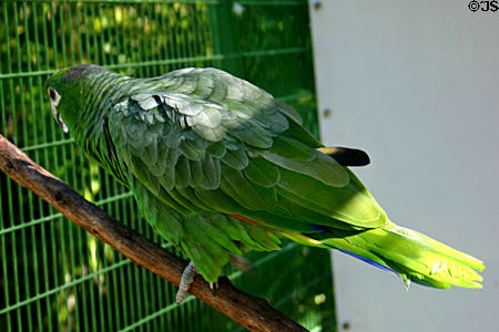 Mealy Amazon Parrot (<i>Amazona farinosa</i>) at Parrot Jungle Island. Miami, FL.