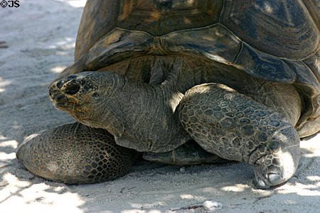 Tortoise at Parrot Jungle Island. Miami, FL.