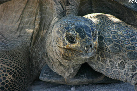 Tortoise at Parrot Jungle Island. Miami, FL.